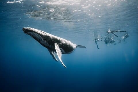 Guidet liten gruppe whale observasjon og svømming tur Tahiti