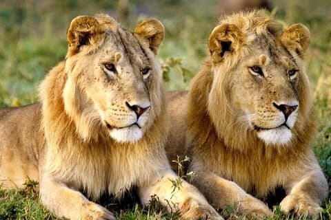 Eksklusiv Big Five Safari med vinsmagning og frokost