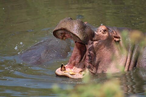 Restauranter i nærheten av Serengeti, Ngorongoro & Tarangire