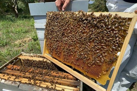 L'Expérience Miel : un voyage au cœur du monde des abeilles