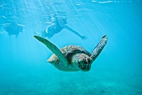 "Plongée en apnée privée avec les tortues à Akumal + Photos incluses"