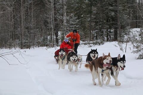 Dogsledding Valley Adventure in Laurentians