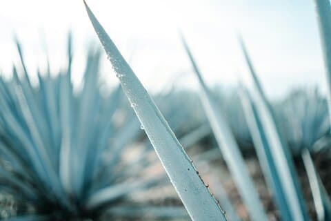 Oaxaca - Ruta Mezcalera con degustación