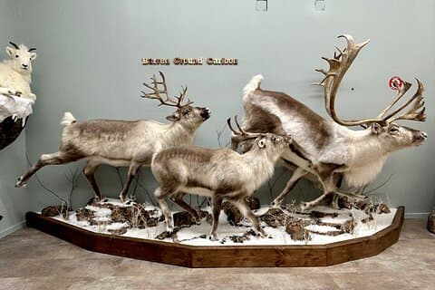 Selbstgeführte Tour in der Wildlife Gallery