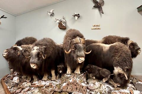Tablet-Tour in der Wildlife Gallery