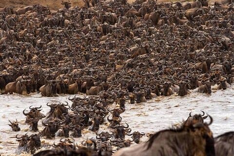 7 jours de safari à mi-distance sur la migration des gnous du Serengeti