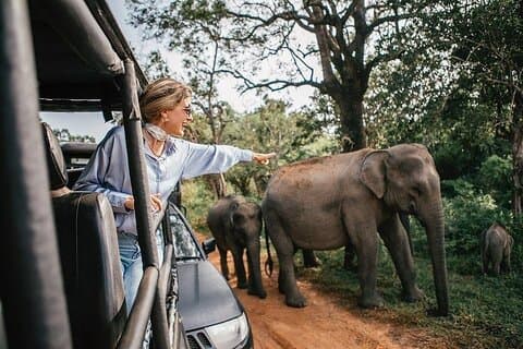 Super Luxury Private Jeep Safari in Yala National Parks