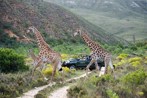 3 - Dagen Kaapstad Aquila Safari-Robben Island-Hermanus walvistour