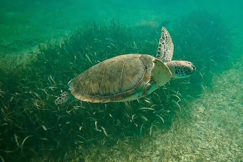 Excursion privée : Nagez avec les tortues marines à Akumal + Deux cénotes