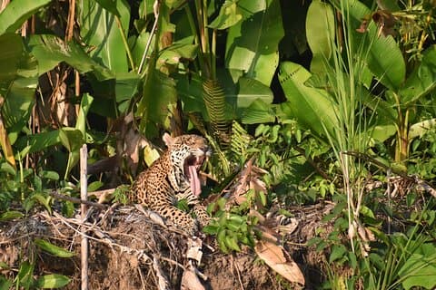 Parque Nacional Manu 6 días Flora y Fauna Amazónica
