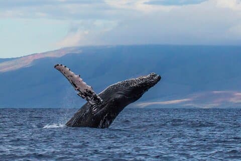 Hotell i nærheten av Mauna Kea Deluxe Whale Watch and Boat Cruise