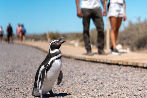 Punta Tombo Shore Tour com bilhete de parque e boxlunch incluído