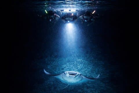 Manta Ray Night Snorkel Adventure em Kailua-Kona