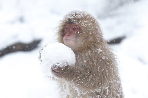 VIP Snow Monkeys Park Tour privato personalizzato di un giorno