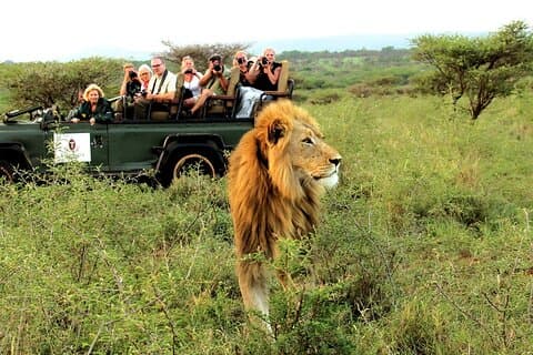 5 - Tage Kapstadt : Big Five Safari-Oudtshoorn - Knysna - Mossell Bay