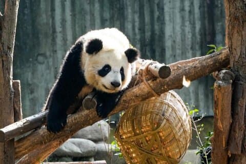 Experiencia Nutricionista de Medio Día en Chengdu GiantPanda Base