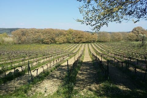 Paleokastritsa and Theotoki Estate Wine Tour in Corfu