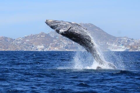 Whale Watching con tour con arco incluso (tempo di spiaggia opzionale)