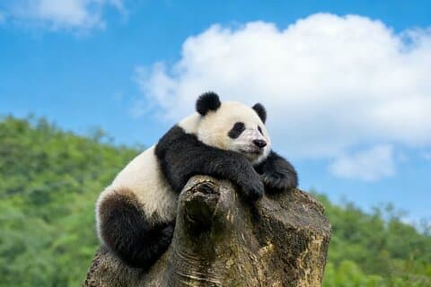 Visite privée de Pékin : Mutianyu/Badaling Great Wall et Panda House