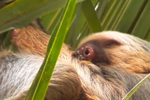 Bijagua Regenwald Faultierbeobachtung und Kaffeetour