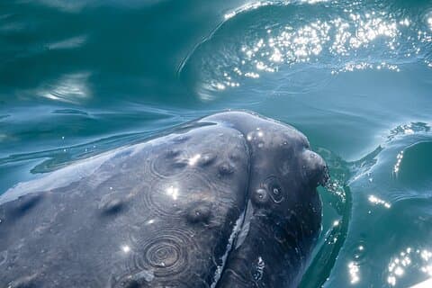 Humpback Whale Tour, 4 Hours with Food and Outdoor Bar