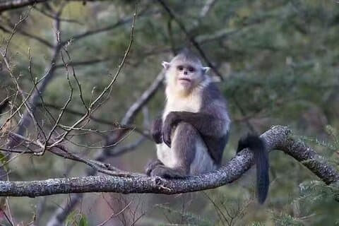 11 - Dag Shangri-La Wild Journey: Vilde dyr og tibetansk kultur