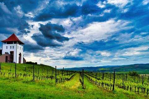 Sighisoara and wine tasting, day tour from Cluj