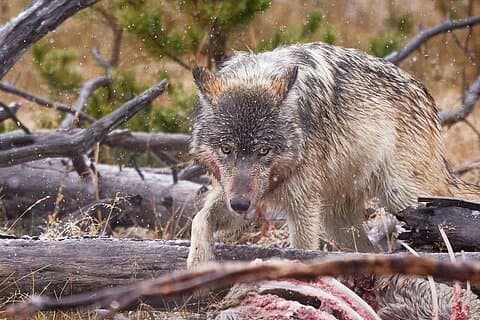 Private, Bespoke Yellowstone Winter Wildlife Photo Safaris