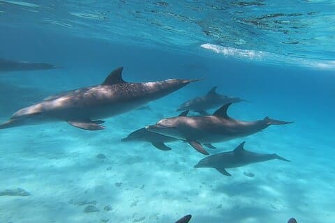 Magawish Island & Dolphin House Gita in barca da Hurghada.