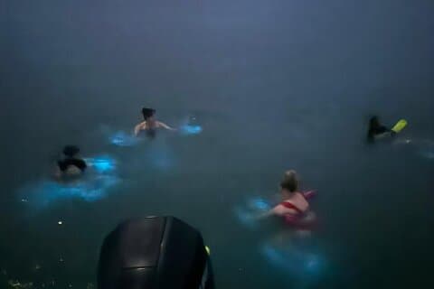 Bioluminescente Bay Boat Tour Trasporto Snack e Snorkeling