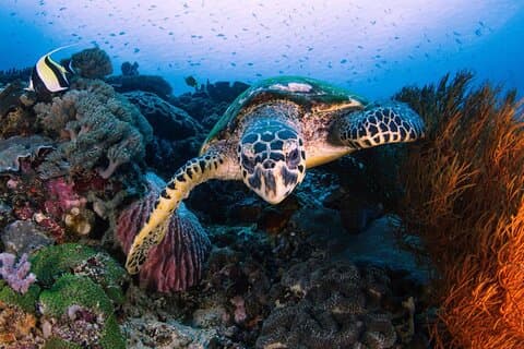 レンボンガン島発西ヌサペニダ島日帰りツアーとシュノーケリング