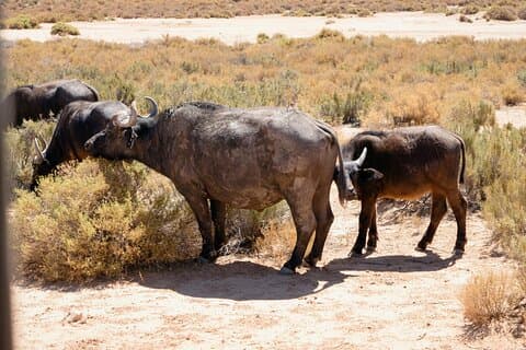 Big 5 Safari Experience at Aquila Game Reserve with Lunch