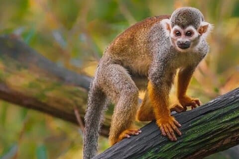 Monkeyhouse Adventure: En familie dag med moro og natur