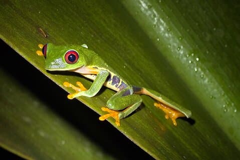 Nachttour im indigenen privaten Reservat Aventura Verde