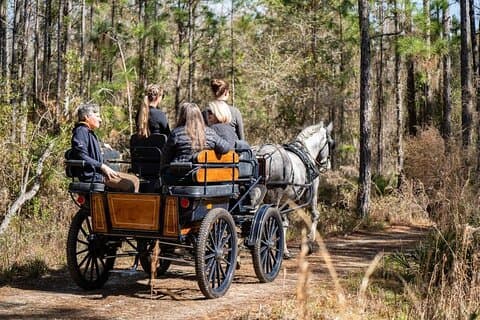 Goethe Forest Carriage Ride (Holds up to 4 People)