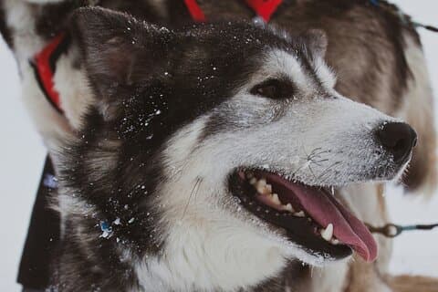 Dog Sledding & Animal Adventures – Anchorage Pickup