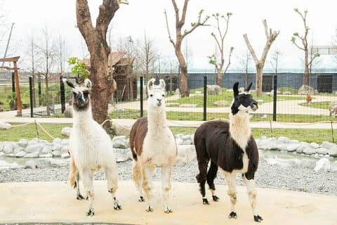 Yilan Day Animal Farm com Museu do Chá da Bolha e Mercado Noturno