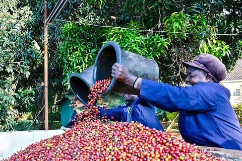 Privétour van een halve dag in Fairview Coffee Farm vanuit Nairobi