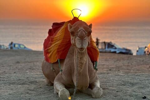 Camel Ride upplevelse med promenader i Tanger
