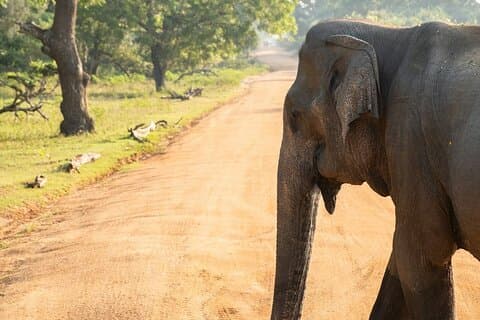 Udawalawe Safari and Authentic Sri Lankan Village Experience