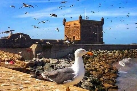 Lyx dagstur Essaouira Mogador och Atlanten Sightseeing