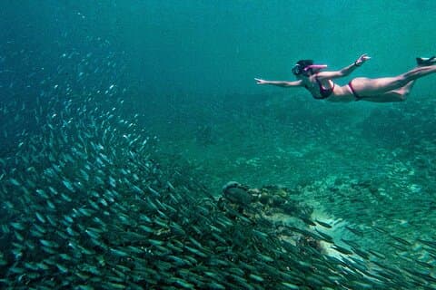 Joiners Whale Shark Watching Pescador Island Sardines and Turtle