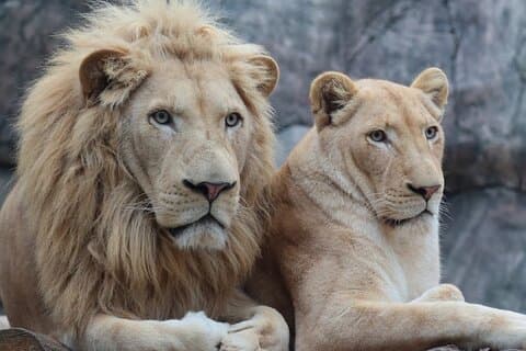 Billet Viaport Lion Park avec transfert hôtelier facultatif