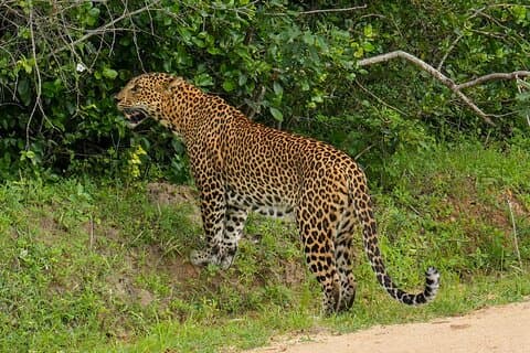 Yala National Park Private Safari for Groups