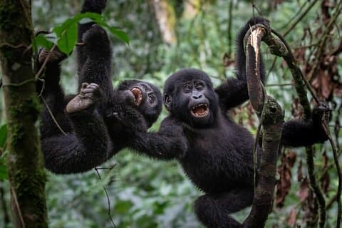 5-dages Gorilla Trekking Safari i Bwindi Forest