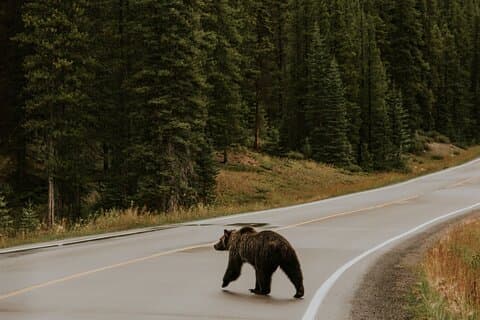 Banff Morning Safari Tour - 2 ore