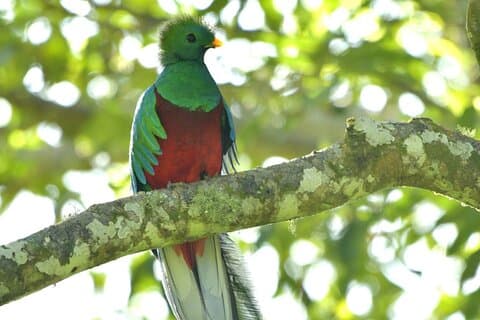 Santiago Atitlán Quetzal e tour di birdwatching nella foresta delle nuvole