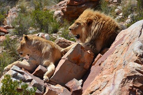 Aquila Game Reserve Safari med vinsmaking og lunsj