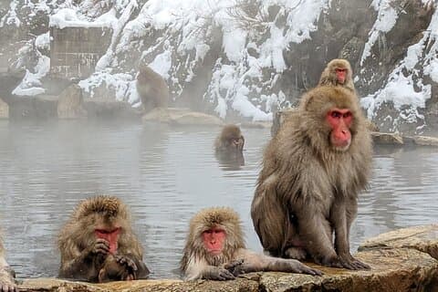 Nagano: Snow Monkeys of Jigokudani Guided Tour