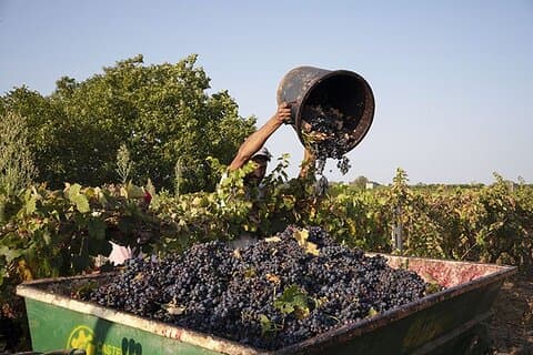 Guided tour through the vineyards with local wine tasting